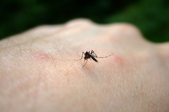 O mosquito Aedes Aegypti, transmissor do vírus da dengue (Foto: Thinkstock)