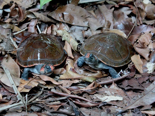 Centro vai reunir tartaruga de água doce da Amazônia (Foto: Adneison Severiano G1/AM)