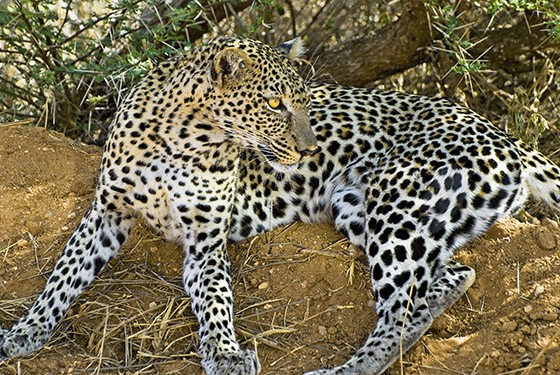 Leopardo deitado em um caminho do Parque Nacional Tsavo-Oeste, em março de 2009 (Foto: © Haroldo Castro/ÉPOCA) Leopardo deitado em um caminho do Parque Nacional Tsavo-Oeste, em março de 2009 (Foto: © Haroldo Castro/ÉPOCA)