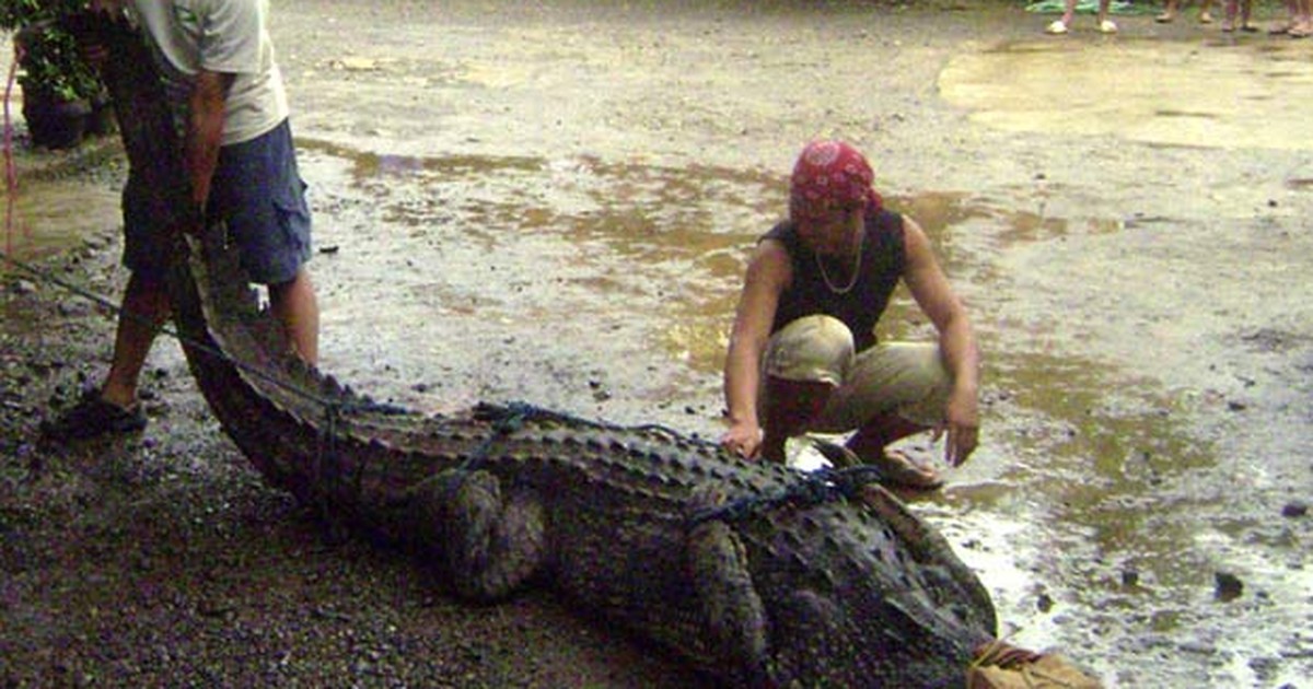 G Crocodilo Com Mais De Metros Capturado Nas Filipinas