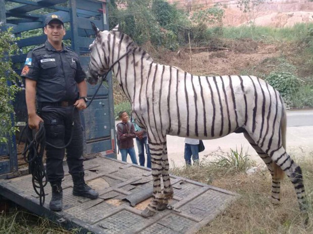 PMs apreenderam cavalo pintado de zebra na Baixada (Foto: Divulgação)