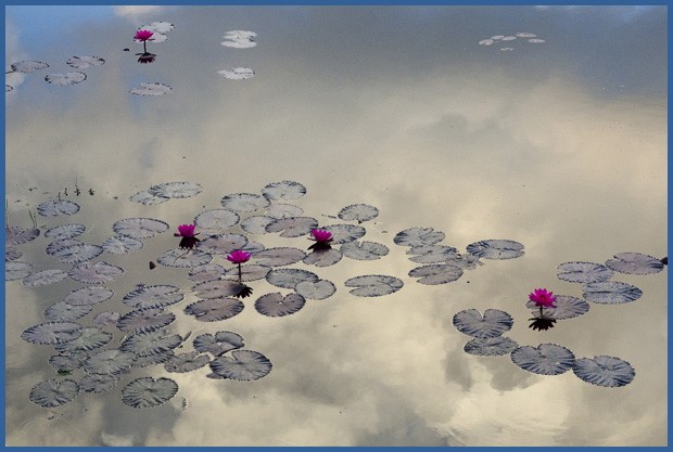 Flores de lótus brotam das águas tranquilas. O lago está situado em um vale a 880 metros de altitude e é o segundo maior de Mianmar (Foto: Haroldo Castro/ÉPOCA)