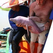 Boto vermelho poderá ser extinto em 10 anos (Divulgação/Ampa)