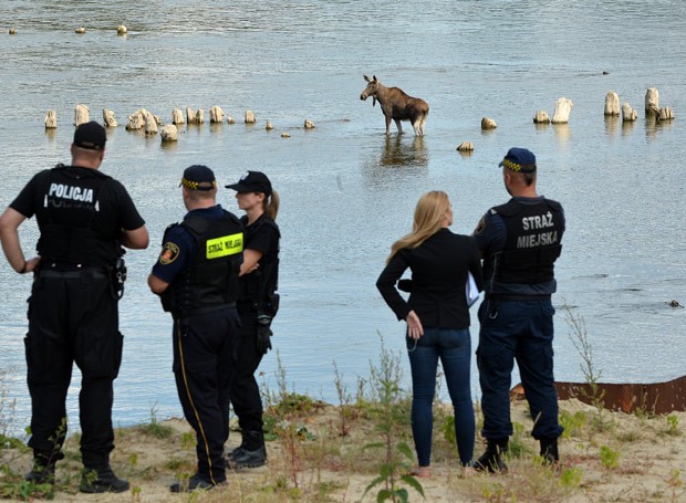 Polícia estava tentando capturar o animal para soltá-lo em uma outra área (Foto: Janek Skarzynski/AFP) Polícia estava tentando capturar o animal para soltá-lo em uma outra área (Foto: Janek Skarzynski/AFP)