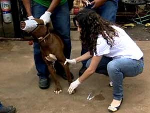 Cachorro sendo examinado por agente do CCZ (Foto: Reproduo / TV Integrao)