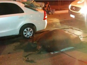 Com o impacto da batida, um boi morreu e outro ficou ferido (Foto: Divulgação / Samu)