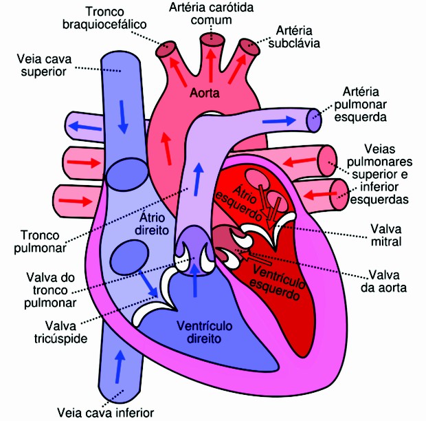 Morfologia do coração e fluxo sanguíneo. Em azul e em vermelho, o sangue que entra e sai do coração. (Foto: Reprodução/Colégio Qi)