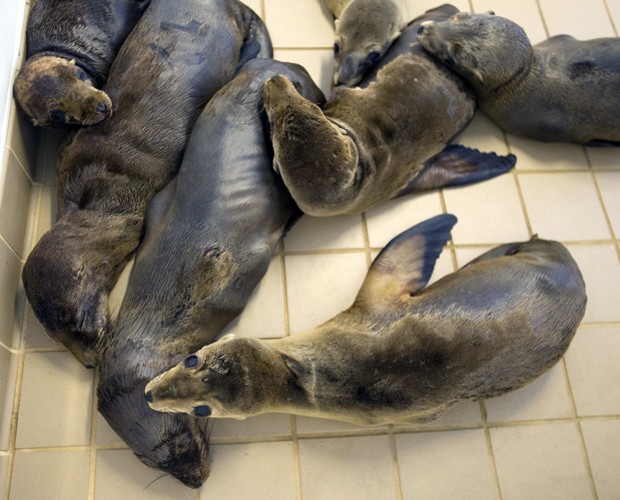 Doentes e debilitados, filhotes de leão-marinho são cuidados nos EUA (Foto: Eugene Garcia/The Orange County Register/AP)