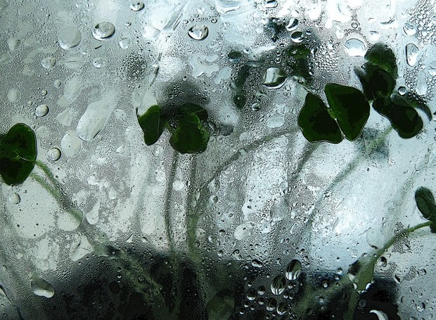 plantas-jardim-vasos (Foto: Thinkstock)