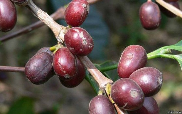 Café pronto para a colheita; cultivo de variedade mais popular está ameaçado por mudanças climáticas  (Foto: RBG KEW/BBC)