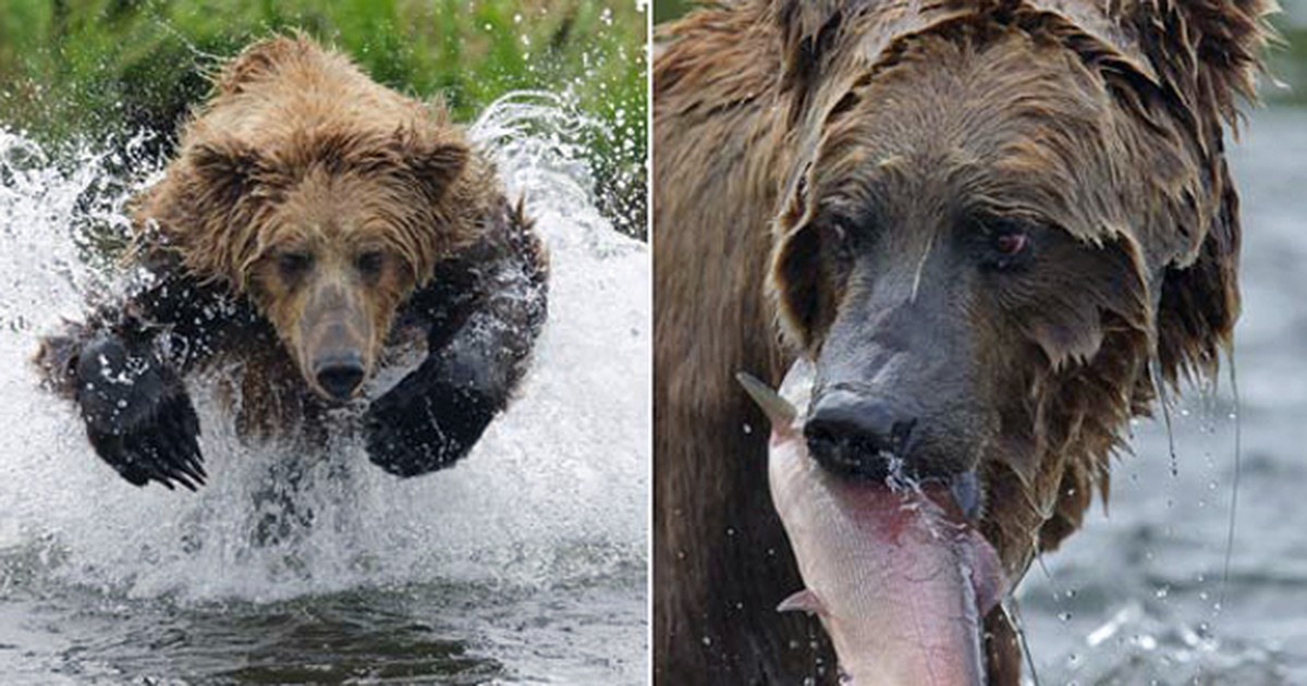 Natureza Urso Voa Em Rio Durante Ca A Ao Salm O No Alasca