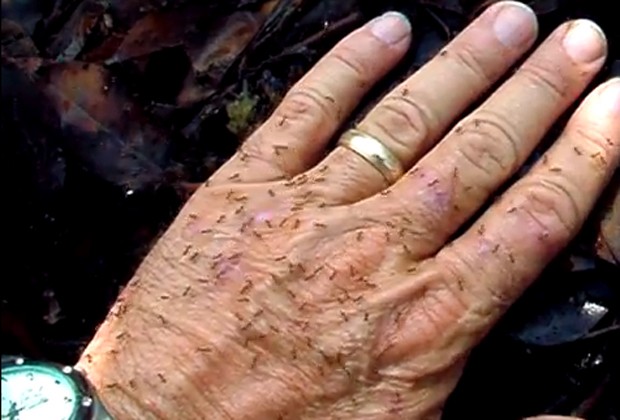 'Formigas loucas' percorrem mão de americano (Foto: Reprodução/YouTube/TomRasberry)