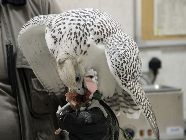 Falcão come pássaro em demonstração no Falcon Hospital (Foto: Flávia Mantovani/G1)