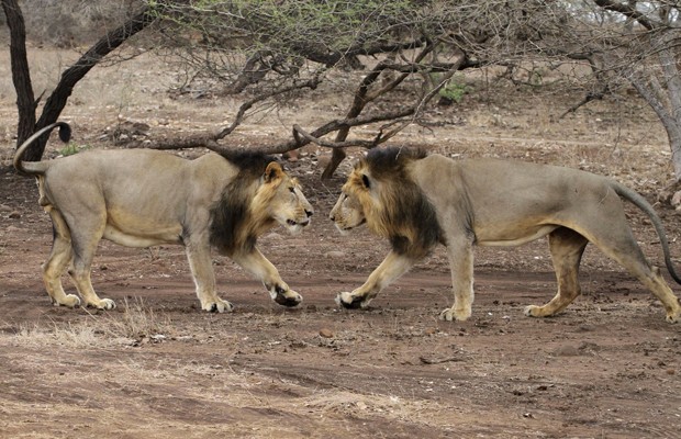 Leões se encaram em santuário localizado no estado de Gujarat, na Índia (Fot Ajit Solanki/AP)