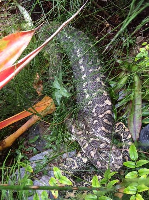 Família flagrou píton enorme no jardim de sua casa em The Gap (Foto: Reprodução/Facebook/Snake Catchers Brisbane, Ipswich, Gold Coast & Toowoomba) Família flagrou píton enorme no jardim de sua casa em The Gap (Foto: Reprodução/Facebook/Snake Catchers Brisbane, Ipswich, Gold Coast & Toowoomba)