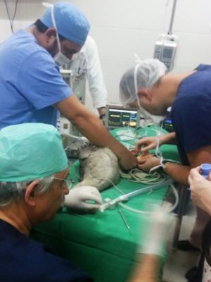 Cirurgia da colocação da prótese aconteceu no dia 19 de maio (Foto: Roberto Fecchio/Arquivo Pessoal)