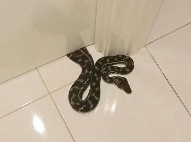 Cobra ficou entalada debaixo de porta de banheiro na Austrália (Foto: Reprodução/Facebook/Sunshine Coast Snake Catchers 24/7) Cobra ficou entalada debaixo de porta de banheiro na Austrália (Foto: Reprodução/Facebook/Sunshine Coast Snake Catchers 24/7)