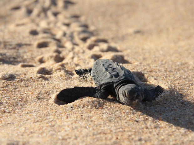 Nascimento de tartaruga marinha em Anchieta (Foto: Renan Alves/Prefeitura de Anchieta)