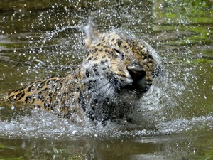 Responsáveis por zoológico colocam iscas em lagos para atrair onças (Foto: Halder Ramos/Divulgação)