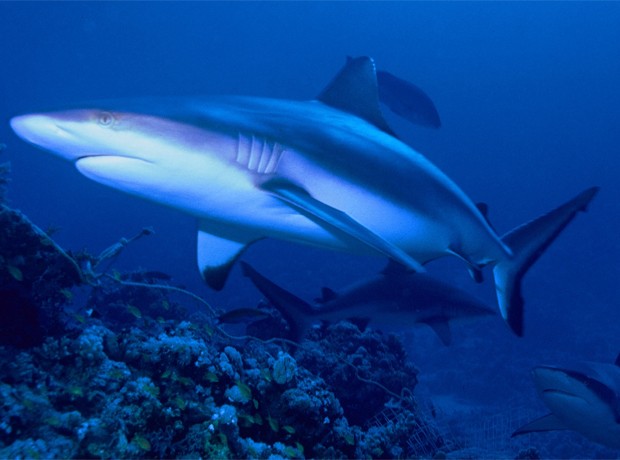 Tubarão da espécie 'Carcharhinus amblyrhynchos', cujo comportamento é influenciado por fatores ambientais (Foto: Albert Kok/Wikicommons)