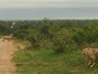 Vídeo emocionante mostra leoa reencontrando bando na África do Sul Vídeo emocionante mostra leoa reencontrando bando na África do Sul