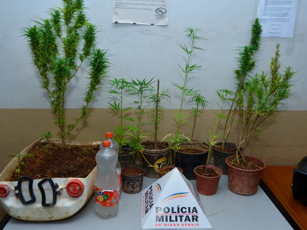 12_pes_de_maconhas_aprendidos_menores_em