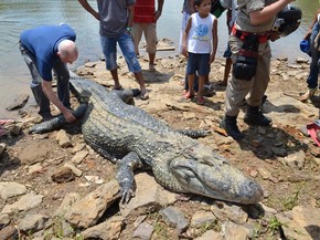 Cerca De 20 Pessoas Se Mobilizam Em Resgate De Jacare De 400 Quilos Rondonia G1 Faça o download em menos de 30 segundos. g1 globo