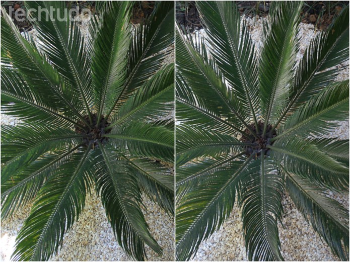 Comparação entre uma DSLR e a NX2000. À esquerda, foto feita com uma Canon T2i e à direita com a Smart Camera da Samsung (Foto: TechTudo/Luciana Maline) Comparação entre uma DSLR e a NX2000. À esquerda, foto feita com uma Canon T2i e à direita com a Smart Camera da Samsung (Foto: TechTudo/Luciana Maline)