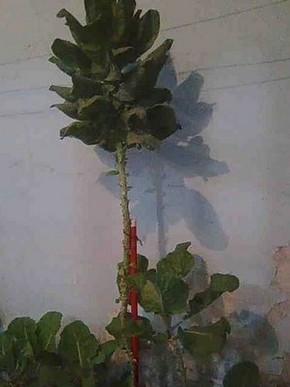Pe De Almeirao Gigante E Cultivado Em Horta De Casa Em Piracicaba Sp Piracicaba E Regiao G1