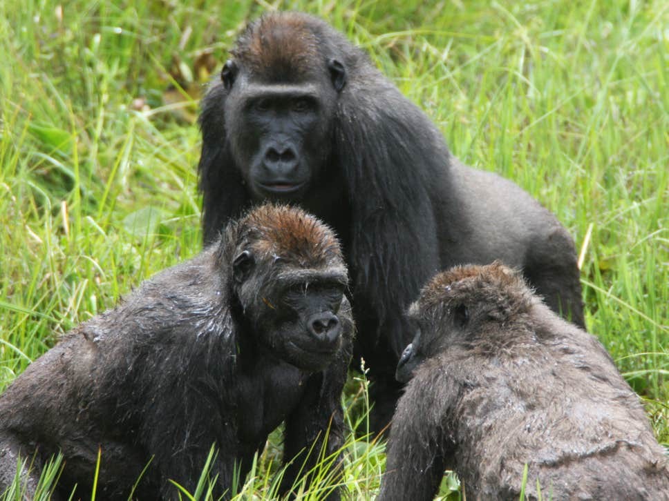 Gorilas socializam na floresta Mbeli Bai, no Parque Nacional Nouabal-Ndoki, da República do Congo.  (Foto: Wildlife Conservation Society)