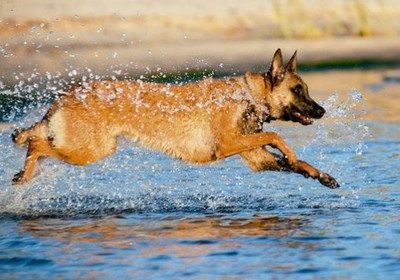 como_criar_pastor_belga_cachorro (Foto: Shutterstock)