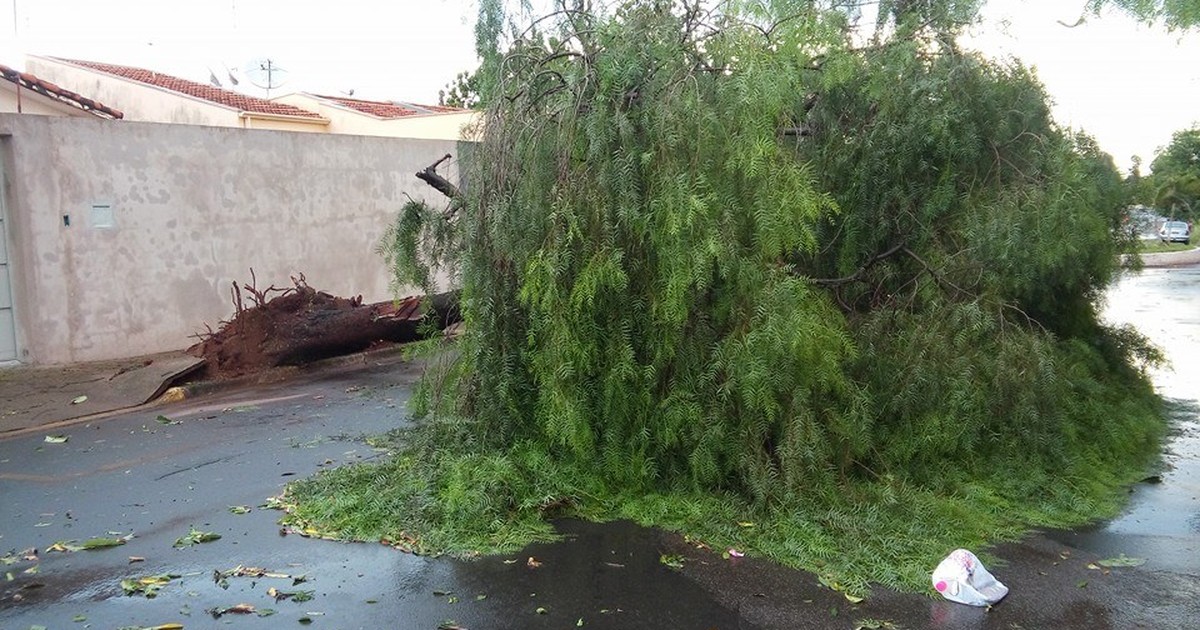 Forte chuva derruba ao menos quatro árvores em bairros da cidade ... - Globo.com