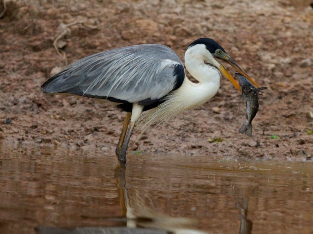 Levantamento da população animal será feito por meio de GPS ou câmeras na mata e embaixo d'água. (Foto: Douglas Trent)