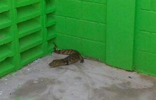 Filhote de jacaré foi encontrado dentro de sala de loja, em Itumbiara, em Goiás (Foto: Reprodução/TV Anhanguera)