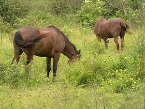 Cavalos (Foto: Reprodução/RBS TV)