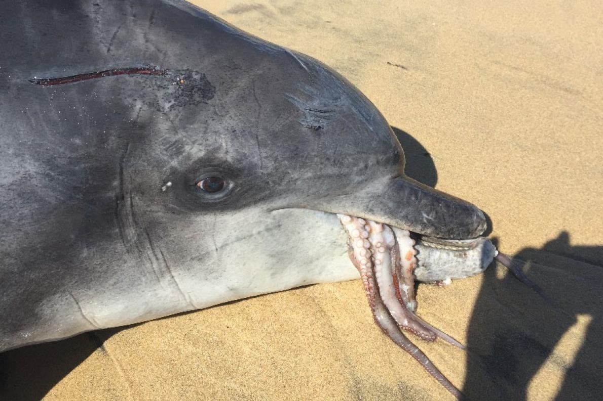 Golfinho Gilligan morreu sufocado (Foto: Divulgação/ Marine Mammal Science)