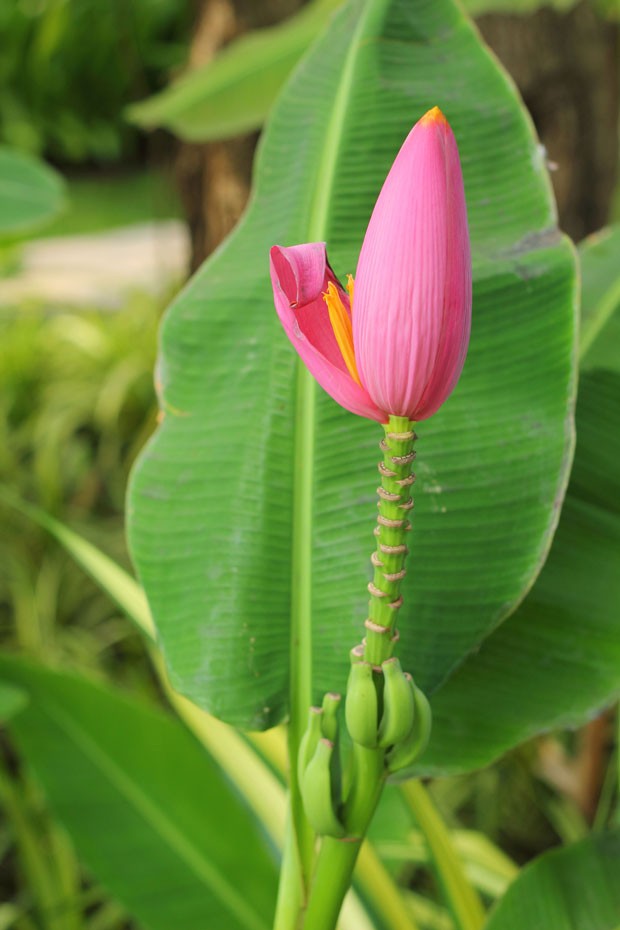 Ornamental banana flower in the nature. (Foto: Getty Images/iStockphoto)