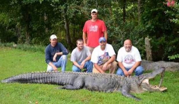 Grupo capturou aligátor de 4 metros e 320 quilos. (Foto: Reprodução)