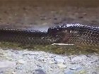 Vídeo impressionante mostra cobra canibal devorando rival na Austrália