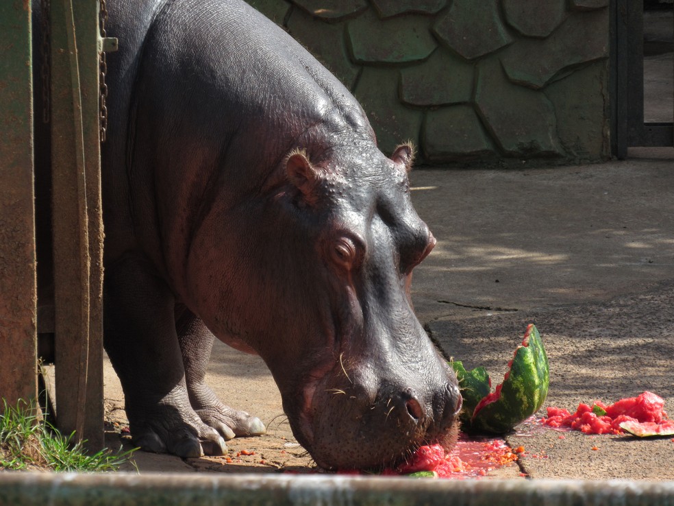 Laudo da necropsia apontou torção intestinal como causa da morte do hipopótamo fêmea da Cidade da Criança (Foto: Divulgação/AI/Cidade da Criança)