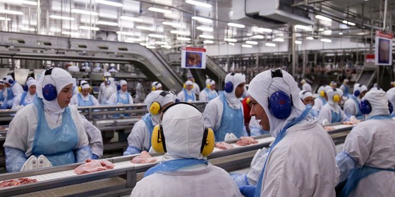 Carne Fraca: Com 18 toneladas de peru com salmonela, fiscais