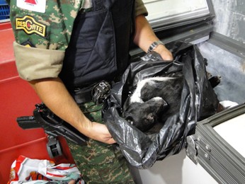 Corpo de cão é retirado de freezer (Foto: Pedro Ângelo/G1)