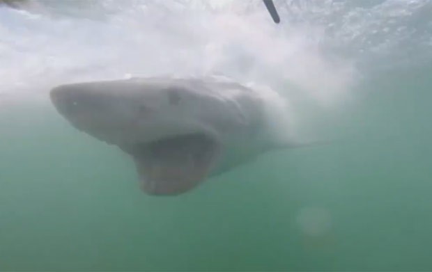 Vídeo mostra tubarão avançando contra gaiola de proteção  (Foto: Reprodução/YouTube/Spencer Reilly)