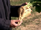 Tecnologia francesa é capaz de produzir sementes de beterraba branca