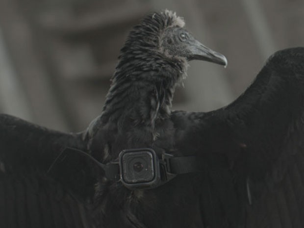  Aves estão sendo treinadas para voar com câmera GoPro  (Foto: Gallinazo Avisa)