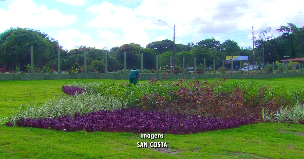 G1 Jardim Botânico Do Recife Oferece Passeios Gratuitos Para Visitantes Notícias Em Pernambuco 2815