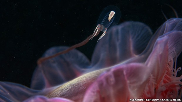 Fotógrafo russo mostra formas de vidas no fundo do Mar Branco (Foto: Alexander Semenov via BBC)