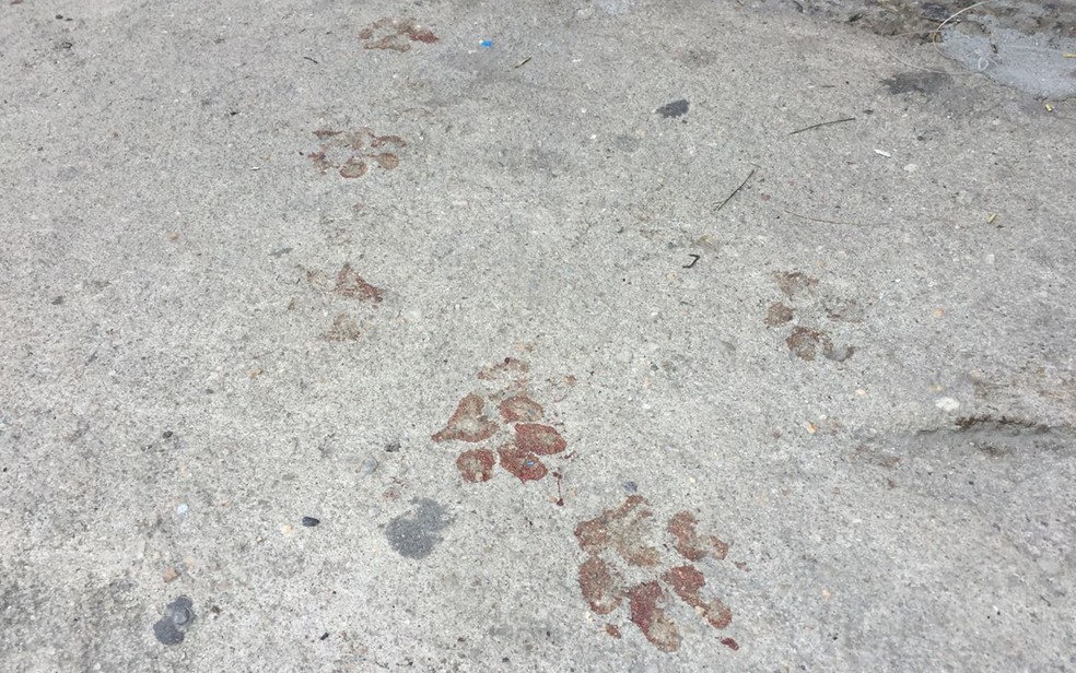 Cachorro deixou pegadas com sangue na calçada onde o idoso foi atacado e morto (Foto: Matheus Rodrigues/G1)