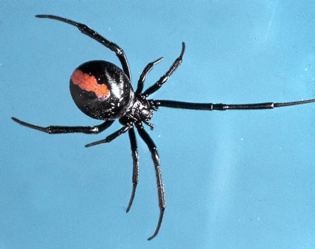 Jovem levou picada de aranha da espécie Latrodectus hasselti (Foto: Reprodução/Australian Museum ) Jovem levou picada de aranha da espécie Latrodectus hasselti (Foto: Reprodução/Australian Museum )