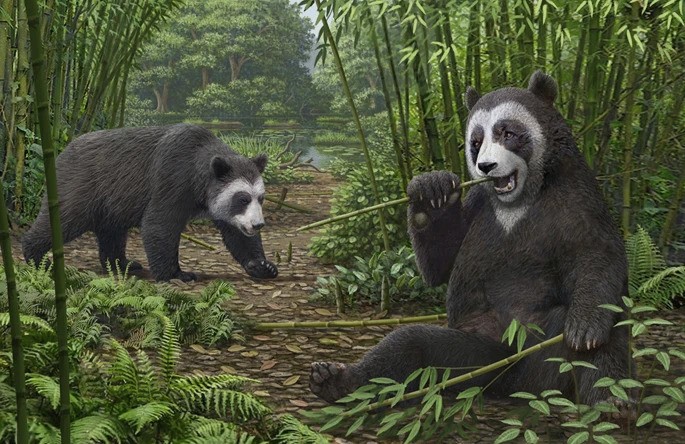 Uma ilustração do Ailurarctos, um urso panda que viveu há quase nove milhões de anos (Foto: Mauricio Antón)